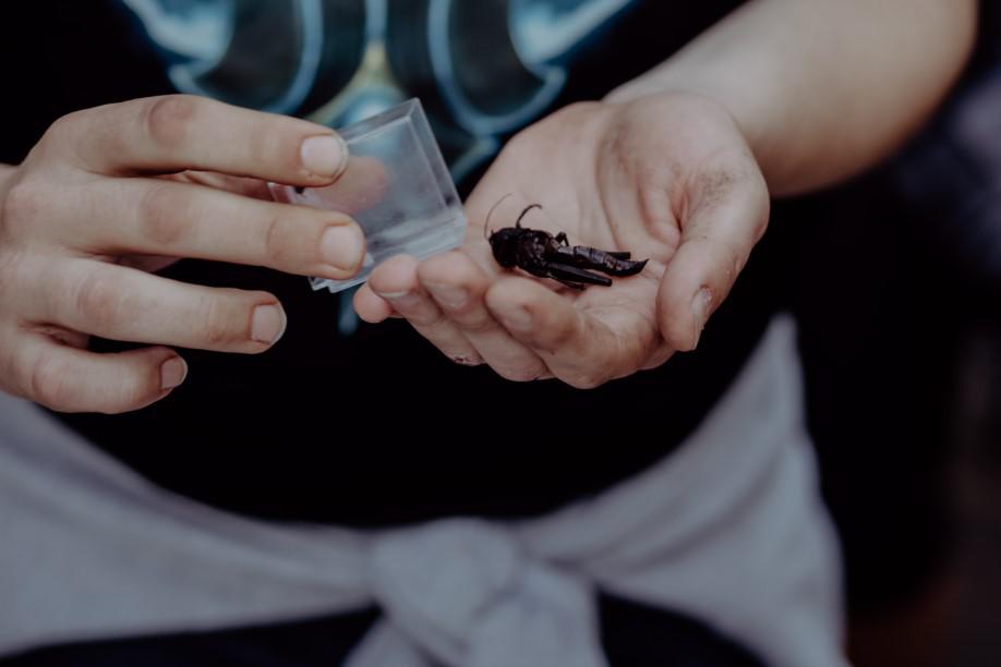 ekspedycja express, jedzenie robaków, chrząszcz