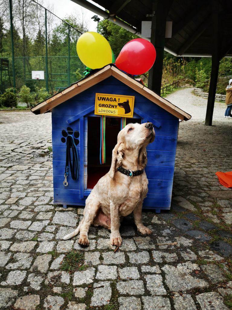 pomysł na integrację, scenariusz csr, pomoc zwierzakom
