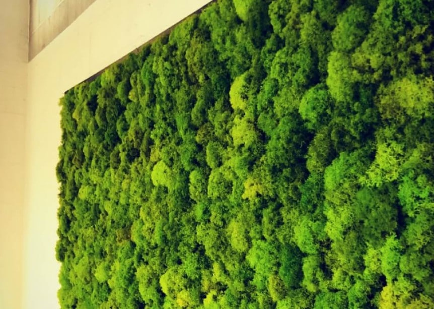 Dekoracja wnętrza - mech
